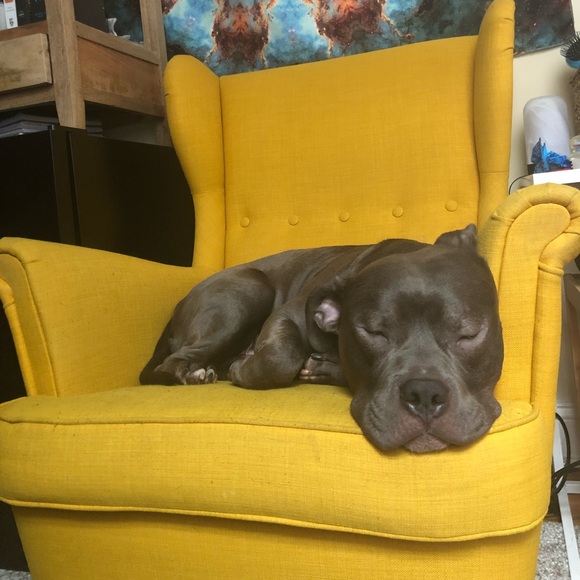 Meet your Posher, Sam - Picture 1 of 1